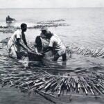 Development activites